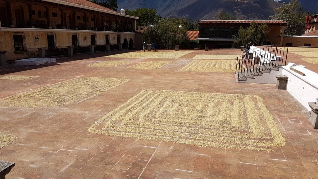 Coffee beans drying in the sun in the courtyard of Filadelfia Coffee Plantation, Guatemala