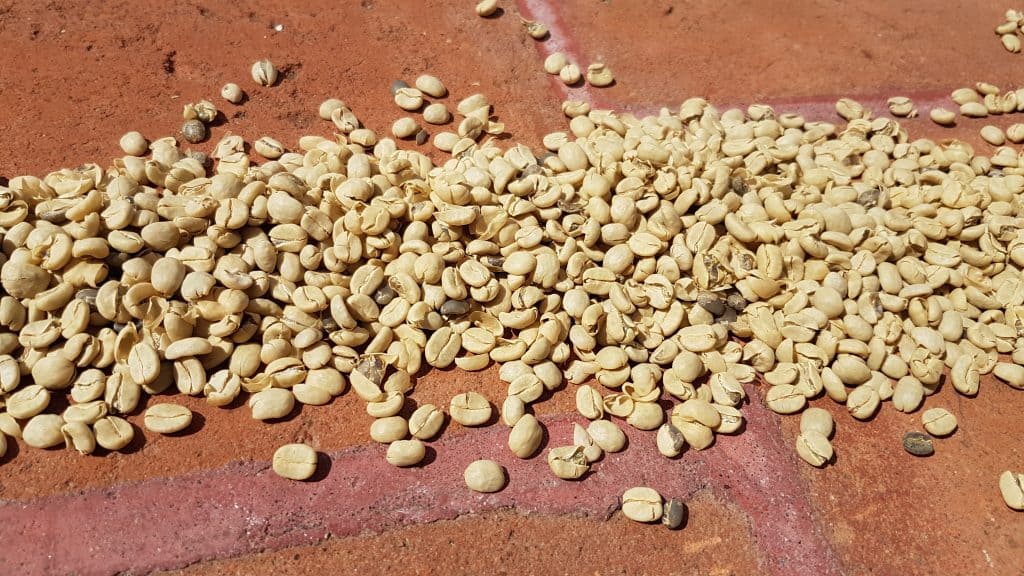 close up image of coffee beans drying in the sun, some of which have broken free from their husks. Filadelfia Coffee Plantation, Guatemala