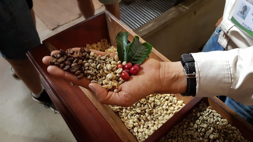 Beans from every stage of the life cycle of coffee at Filadelfia plantation, Guatemala