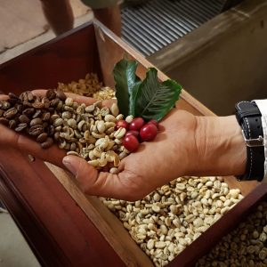Beans from every stage of the life cycle of coffee at Filadelfia plantation, Guatemala