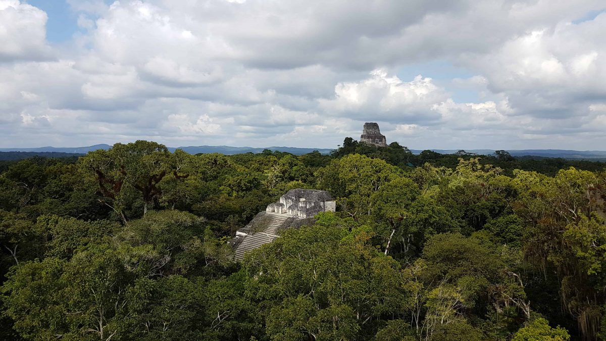 View of the other temples from the top of the Great Pyramid. All the temples are constructed on an axis to line up and the tops of two temples can be seen emerging from the jungle canopy