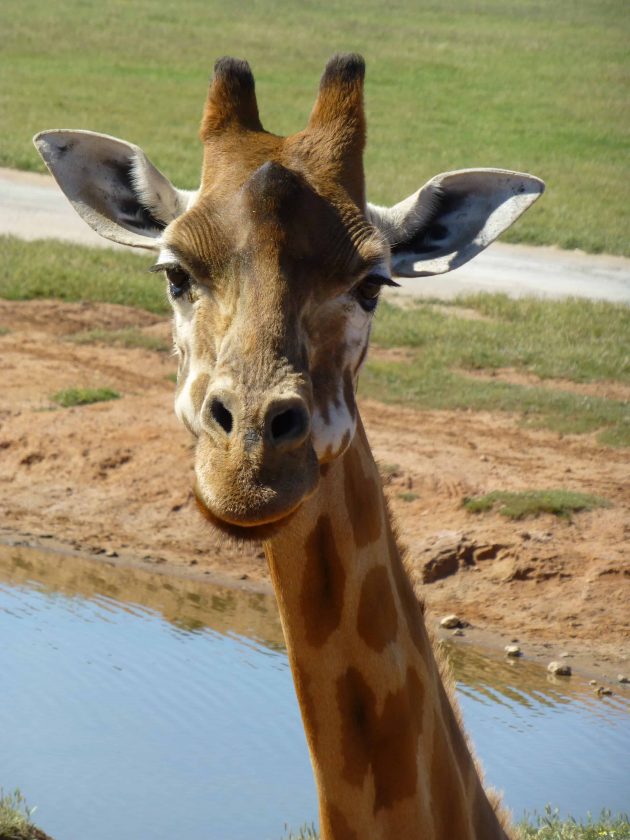 up close with a giraffe at Monarto Zoo, Adelaide