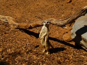 Monarto Zoo Meerkat in watchful stance