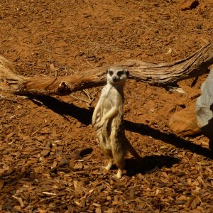 Monarto Zoo Meerkat in watchful stance