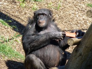 Adult Chimpanzee playing in sun at Monarto Zoo