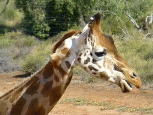 Kinky the Giraffe, named for the kink in her neck, at Monarto Zoo