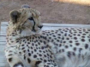 Monarto Zoo's hand-reared Cheetah Kwatile
