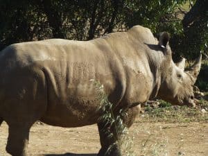 Southern White Rhino at Monarto Zoo