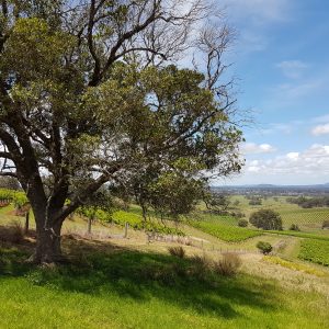 Gigging in wine country; Making the most of Hunter Valley concerts
