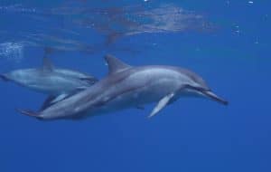 Hawaiian Spinner Dolphins in Oahu Hawaii, courtesy of Dolphins and You
