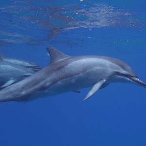 Hawaiian Spinner Dolphins in Oahu Hawaii, courtesy of Dolphins and You
