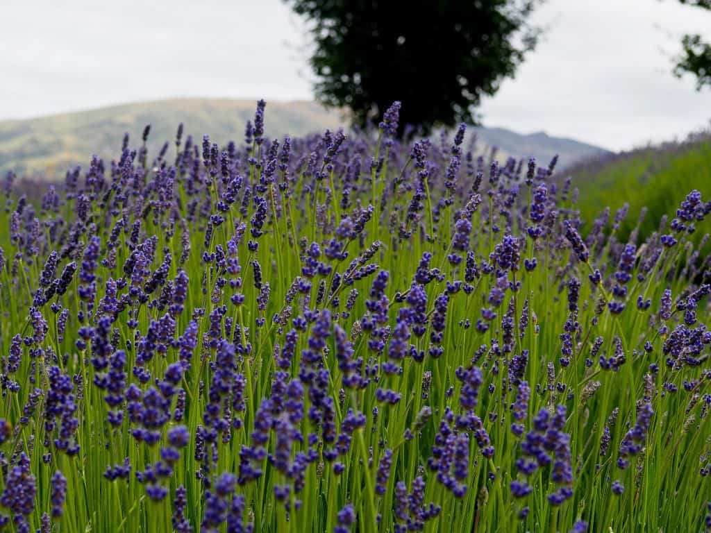 Close up image of lavender Field