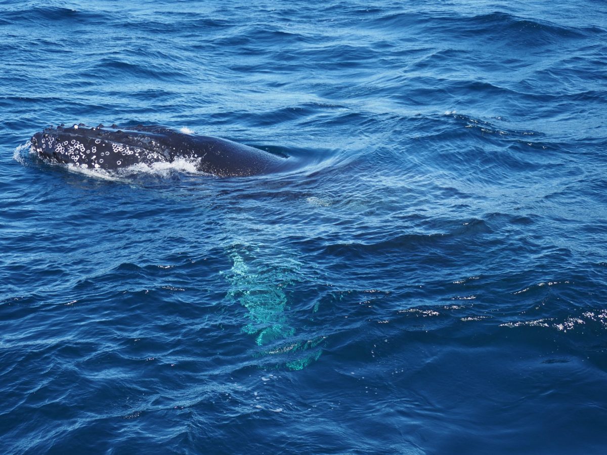 Humpback Whlae head emerging from the ocean waters off the coast of Sydney