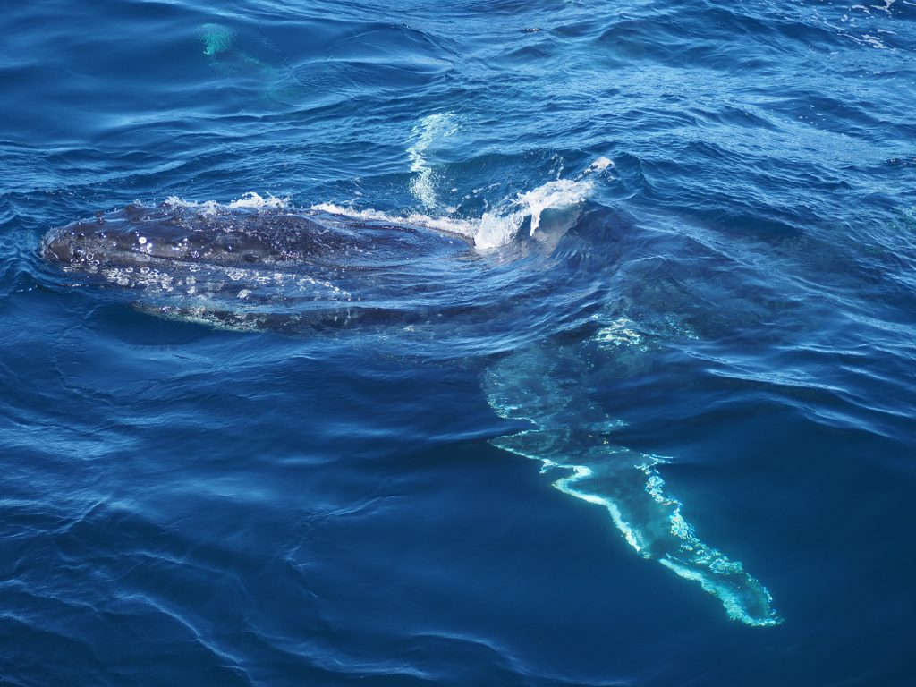 Humpback Whale raises head above water in the ocean off Sydney coastline