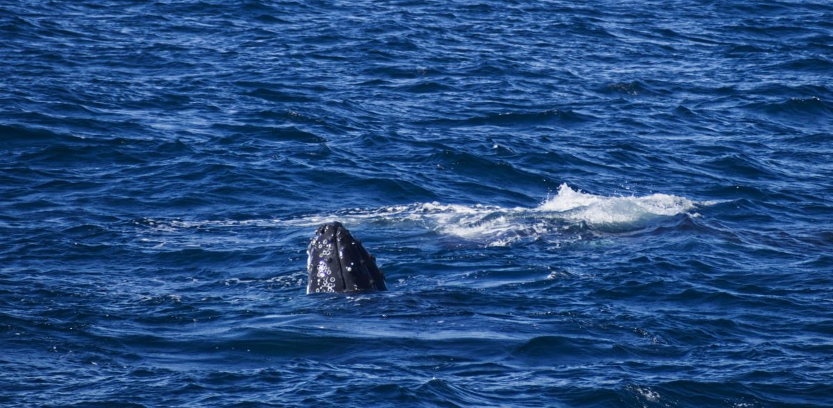 Humpback whales head emerging from the ocean, known as spyhopping