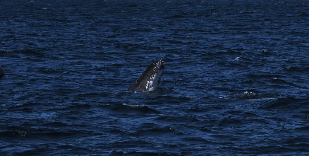 Humpback Whale head emerging from the ocean off the Sydney coastline
