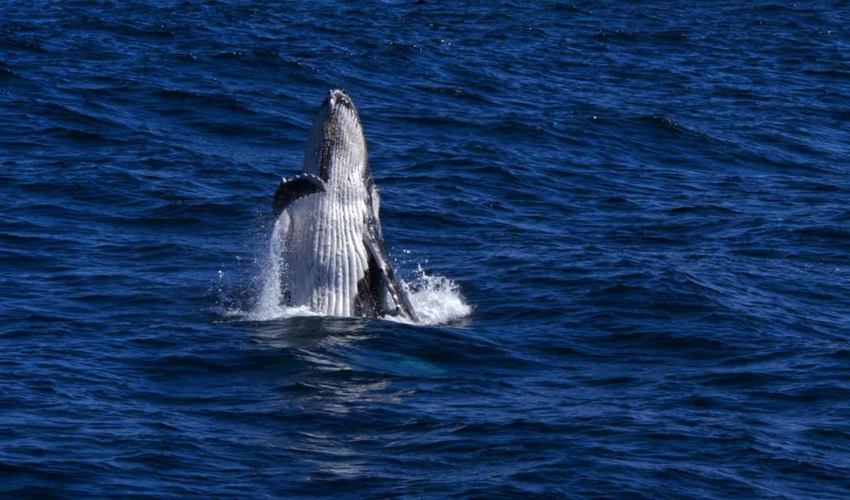 Beginning of a breach by a Humpback Whale calf in the ocean off the coast of Sydney. Whale is leaping straight up from the water with belly towards the camera