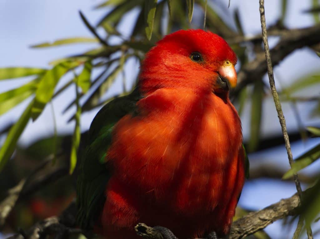 Close up shot of an adult male King Parrot sitting on a branch of a Callistemon tree