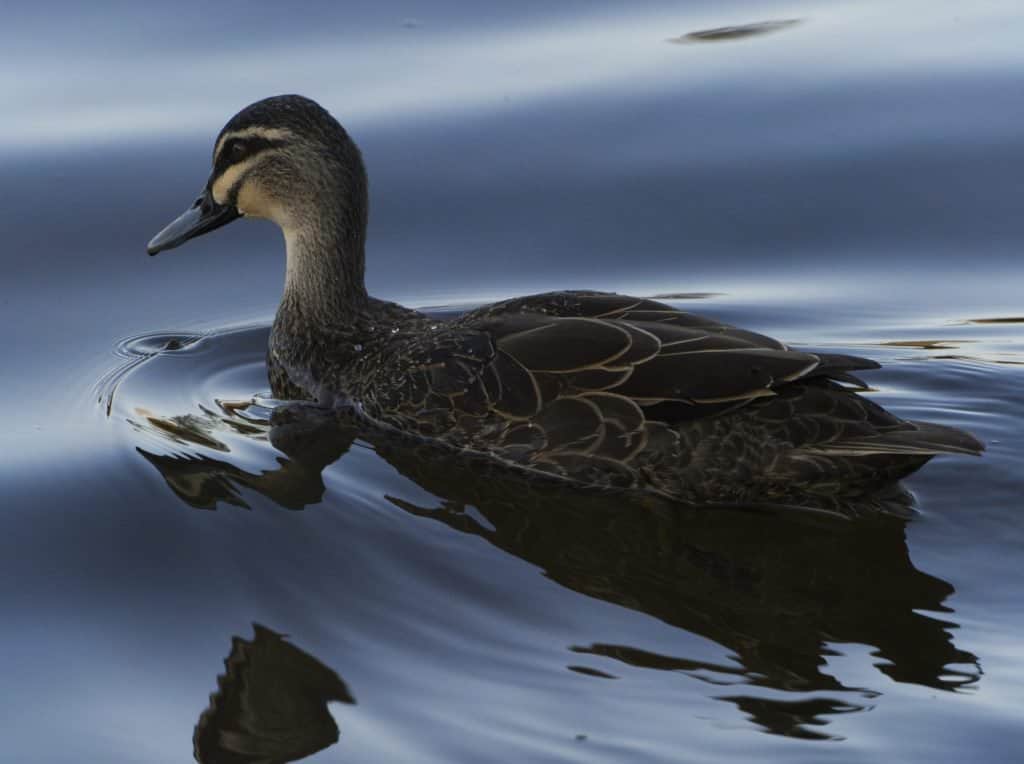 Pacific Black Duck on Wentworth Falls Lake