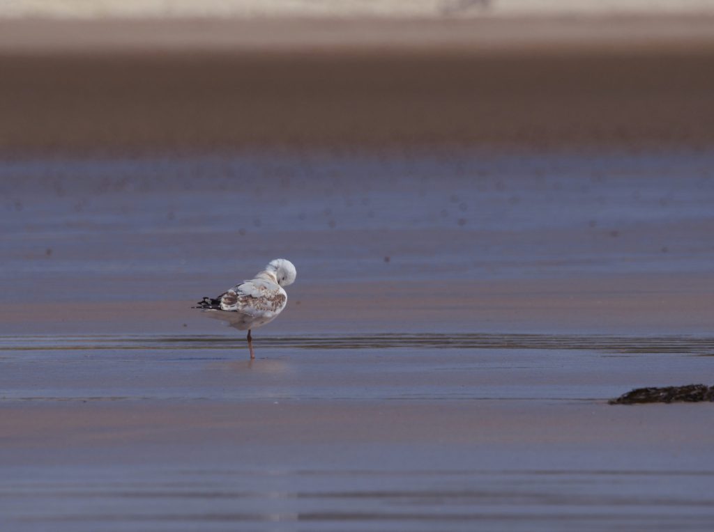 Image of a gull on the beach, the wet sand is lit up and there is a glimpse of its reflection