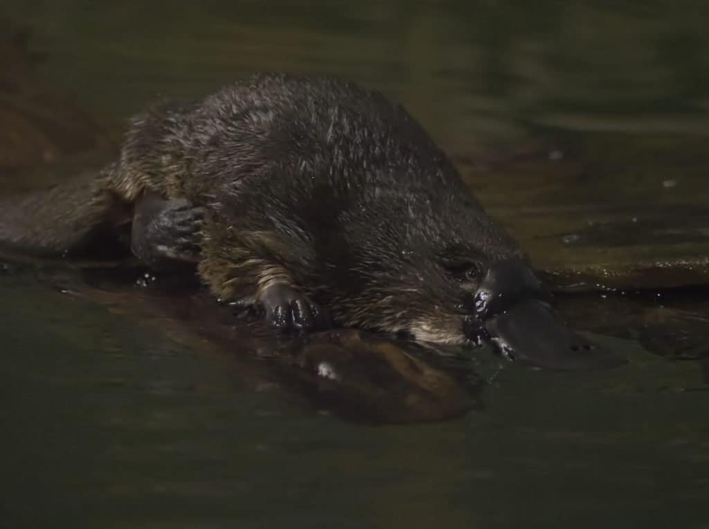 Image shows a rescued Platypus above the water on floating debris