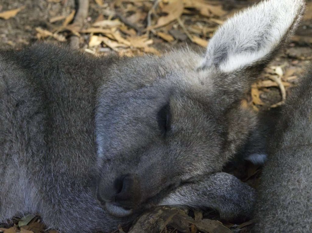 Image shows a sleeping Eastern Grey Kangaroo sleeping on its side with its head resting on its paws