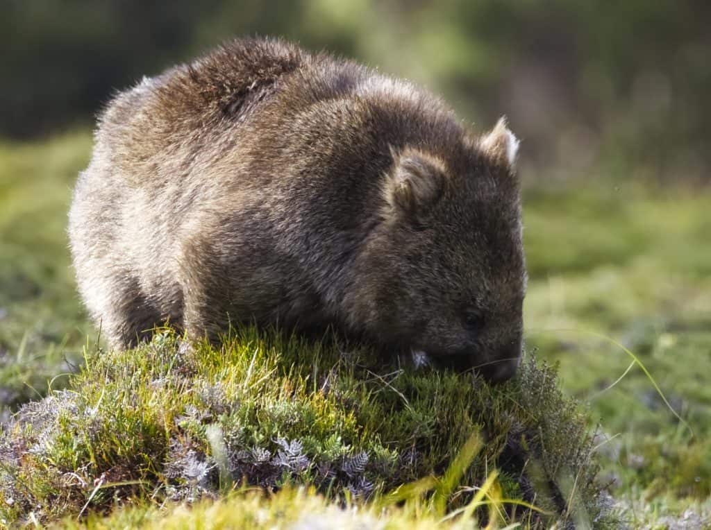 Image shows a Common Wombat grazing on grass at Cradle Mountain