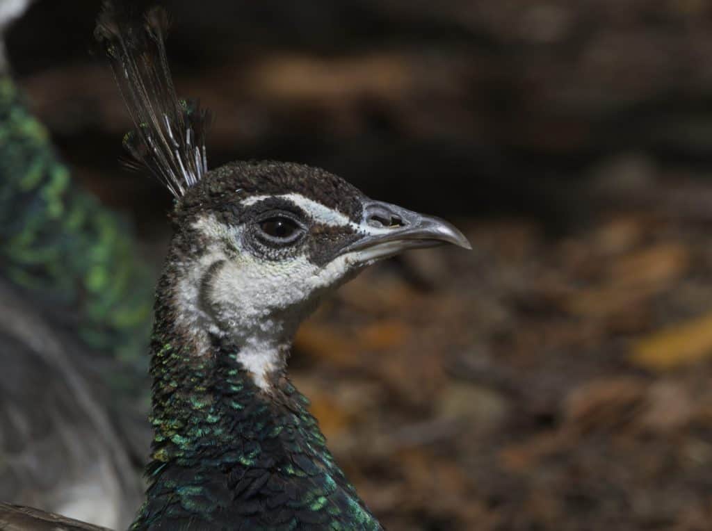 Side profile of an adult peacock with eye slightly narrowed