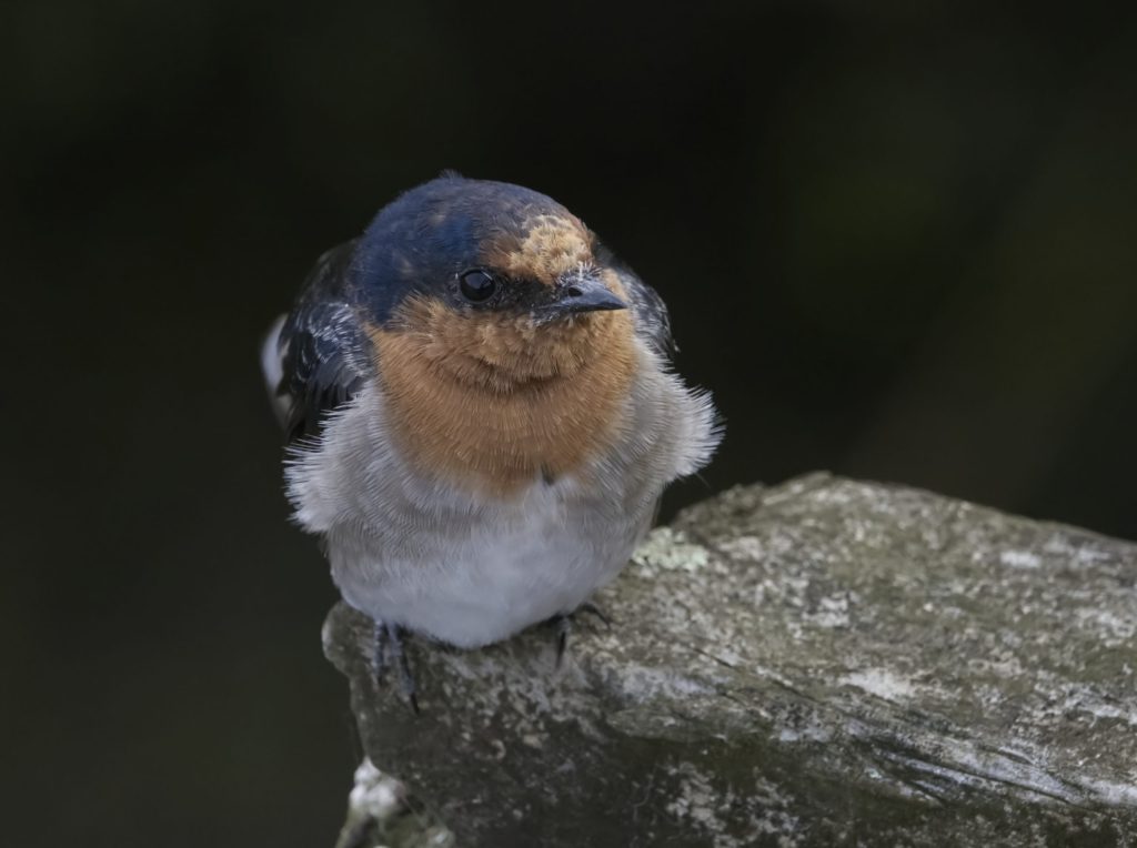 A Welcome Swallow perched ono the stone support of a bridge in the Tamar Wetlands
