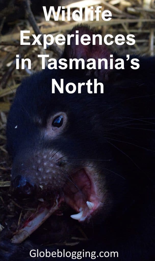 Where to find Wildlife Experiences in Tasmania's North