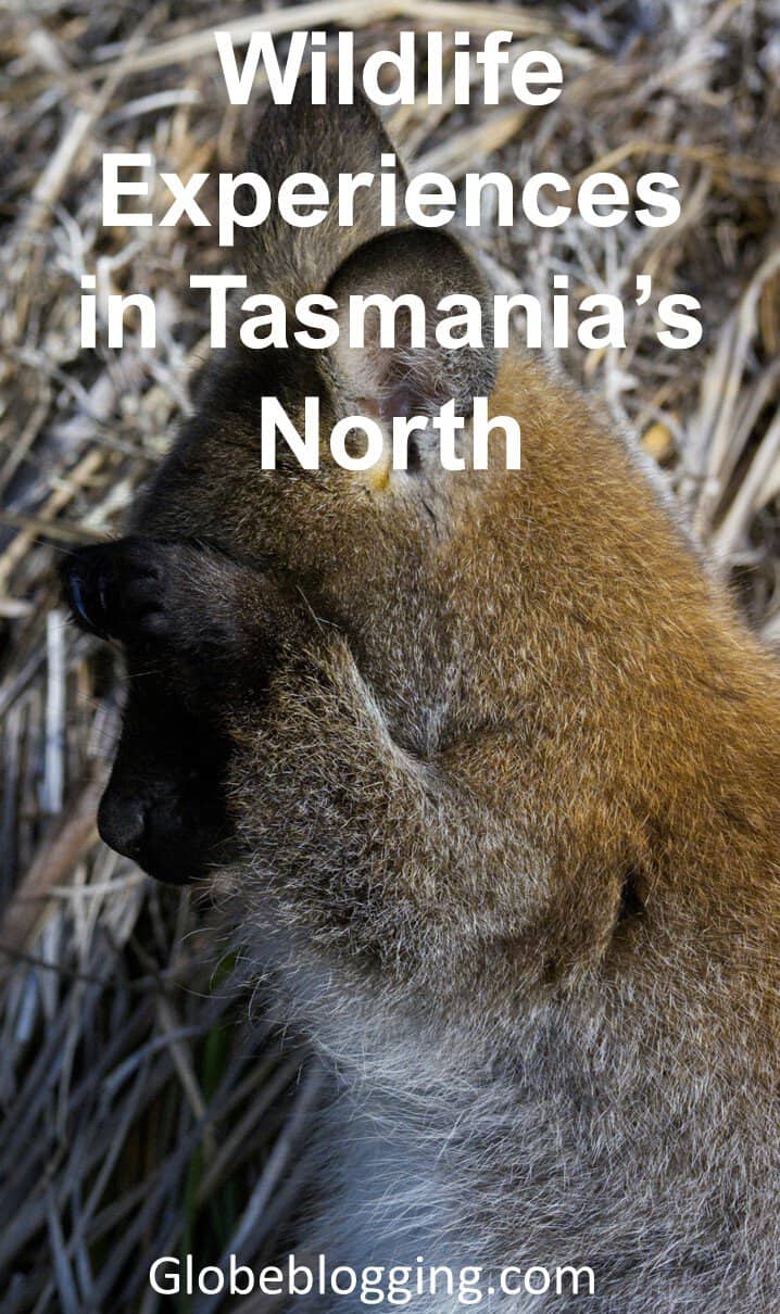 Where to find wildlife experiences in The North of Tasmania