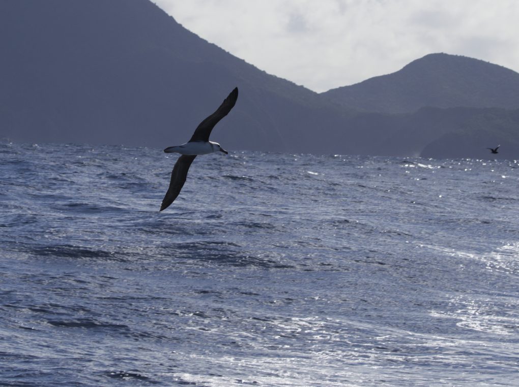 A Black-Browed Albatross flying over the water with the cliffs of Lord Howe Island in the distance behind it