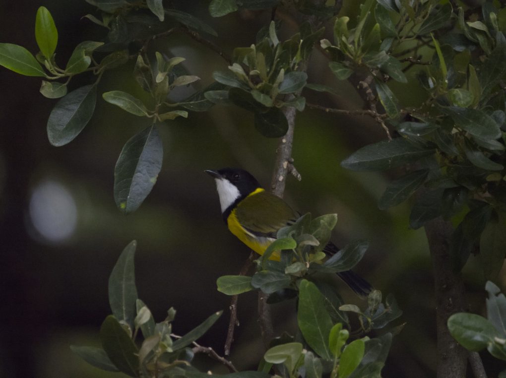 A male Lord Howe Golden Whistler perched on a branch. The top of his head is black while under his chin is white and his breast yellow, with olive coloured wings.