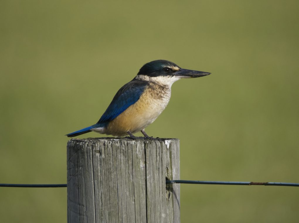 Sacred Kingfisher perched on a wooden fence post at Lord Howe Island airfield