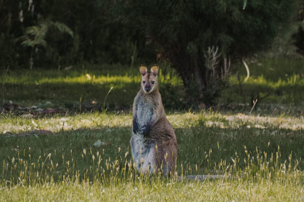 Image of a Wallaby standing upright on a grassy area