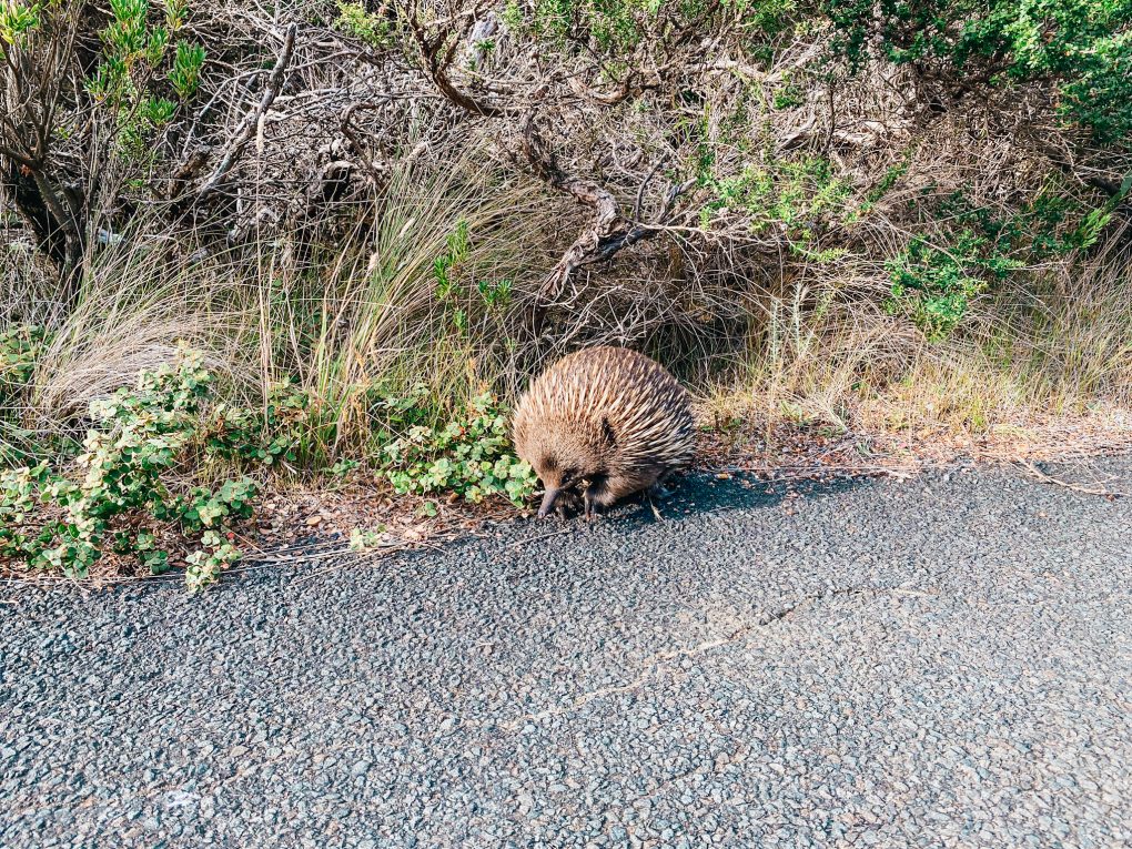 Image of an Echdina beside the roadside in Port Campbell National Park