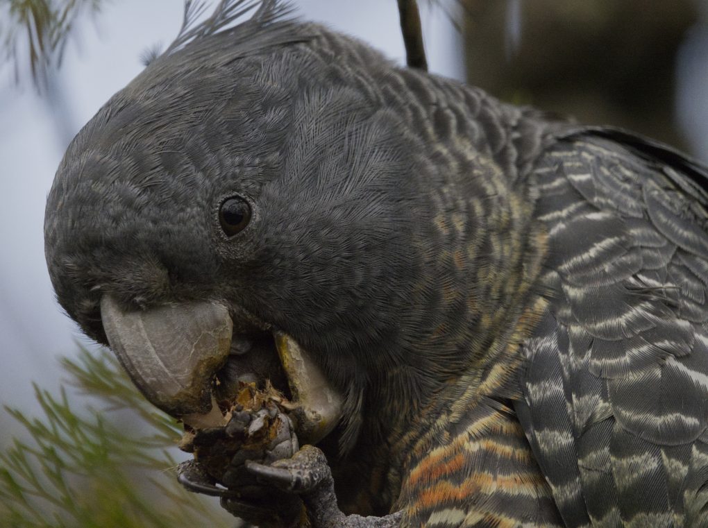 A closeup image of the head of a female Gang Gang Cockatoo feeding in the Blue Mountains