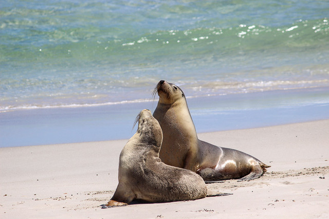 A pair of Sea Lions on the beach at Kangaroo Island with waves breaking behind them 