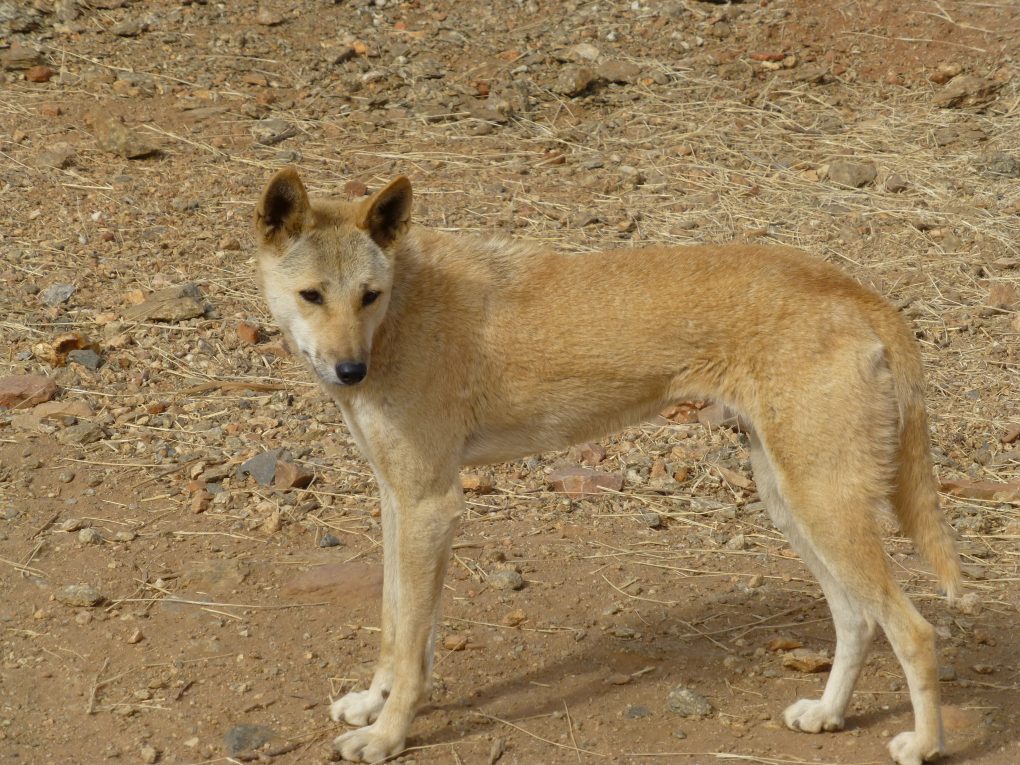 A Dingo paused on rocky dirt ground
