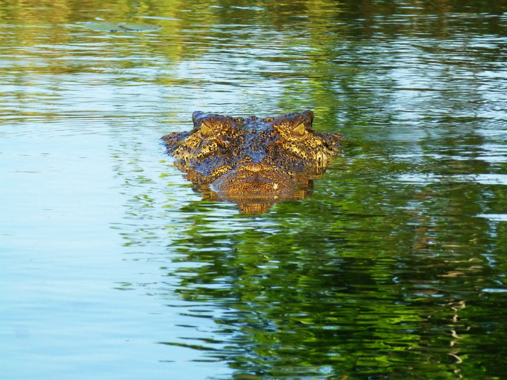 A Saltwater Crocodiles head emerges from the water in the billabong, the body remaining below the water