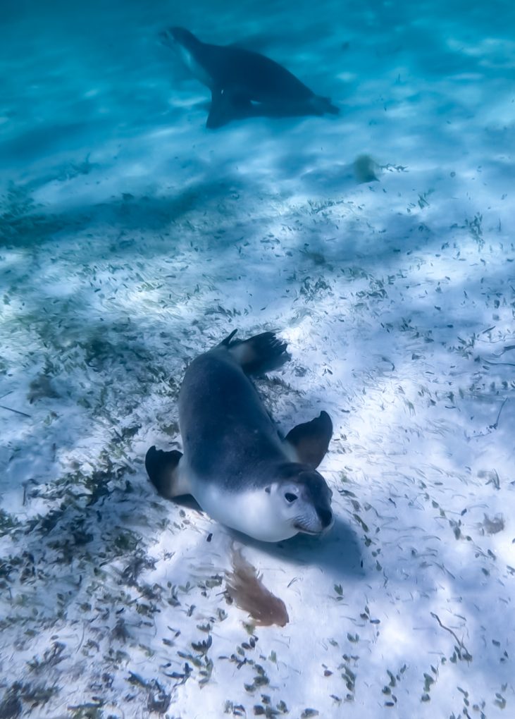Image of 2 Sea Lions underwater, one of them is looking up at the camera