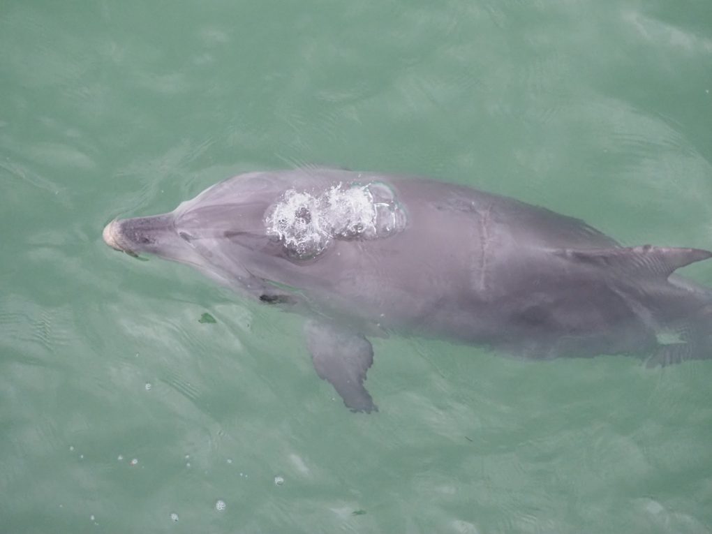 Image shows a Dolphin surfacing from the water, its blowhole bubbling out water as its head breaks the surface