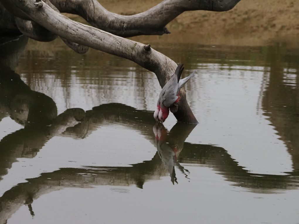 A pair of Galahs are perched on an old tree with pale branches due to age, leaning into the water to drink. The tree and Galahs are reflected on the surface of the water.