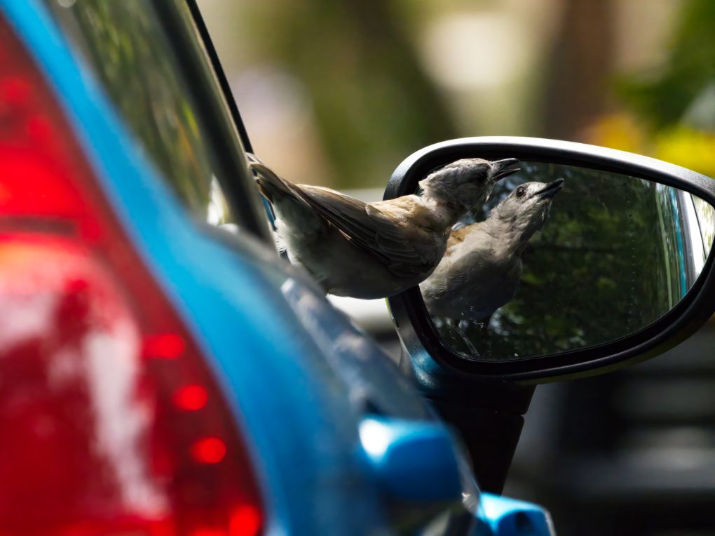 A Grey Shrike-Thrush sings while looking at the drivers side mirror of a blue car