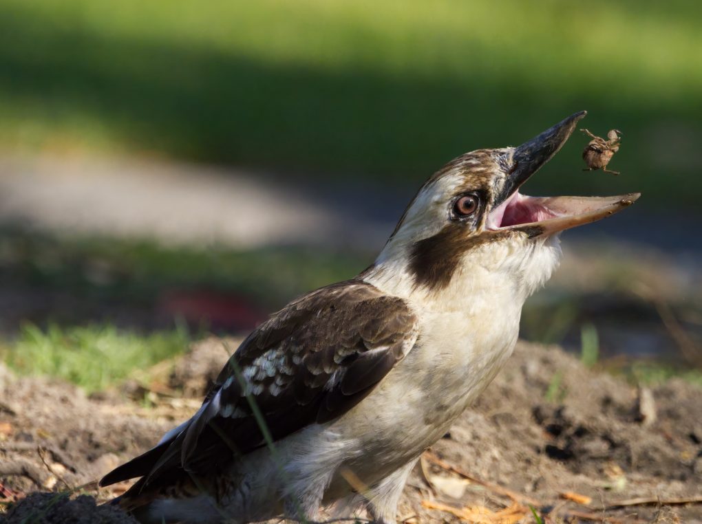 A Kookaburra with its beak open and a still shelled cicada in mid air between the upper and lower beak.