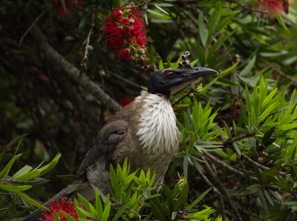 A Noisy Friarbird perched in the branches of a Callistemon tree, showing its profile