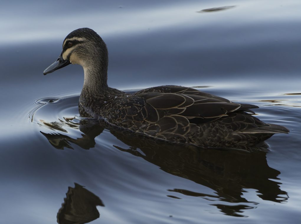 Image of a Pacific Black Duck on the surface of Wentworth Falls Lake. The waters surface looks like satin. 